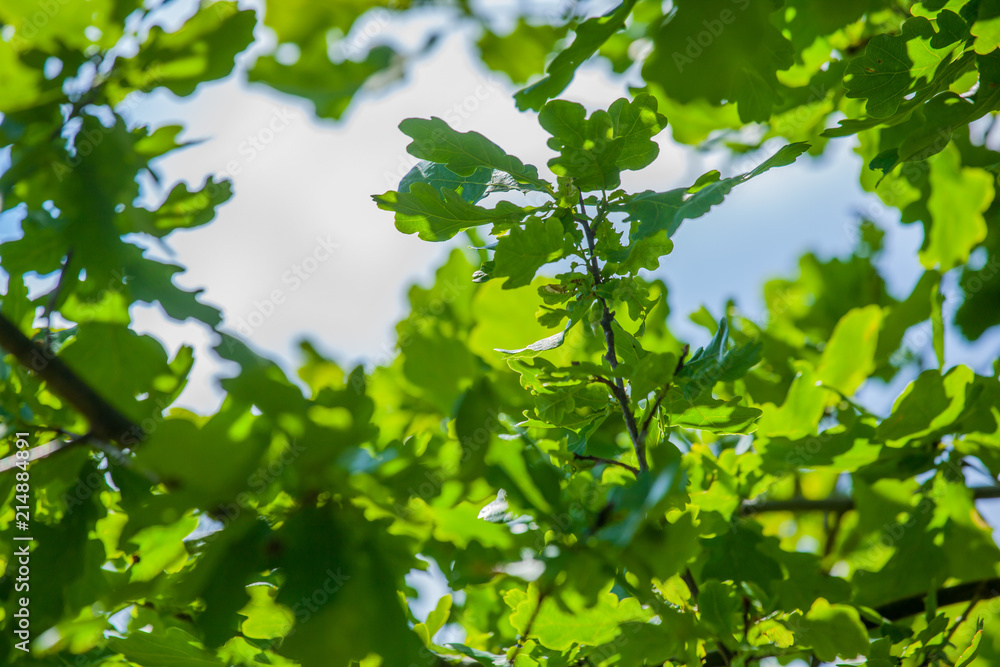 Fototapeta premium Young oak leaves against the sky