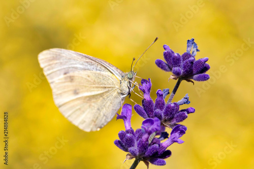 Canvas Print White butterfly on violet lavender