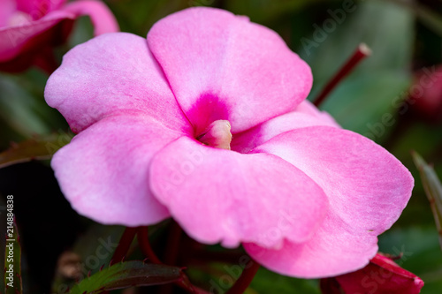 pink New Guinea impatiens flowers in pots