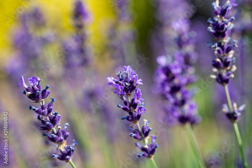 summer lavender flowering in garden