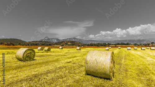 Rural landscape in yellow tones photo
