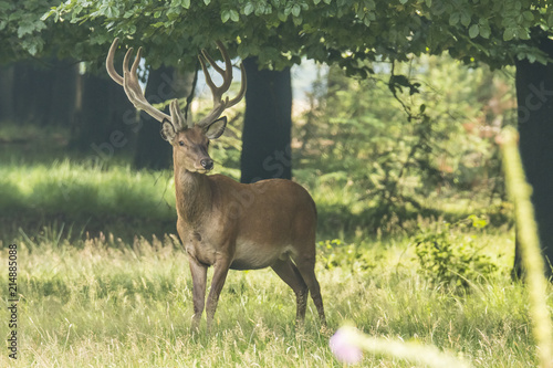 Deer, Red Deer