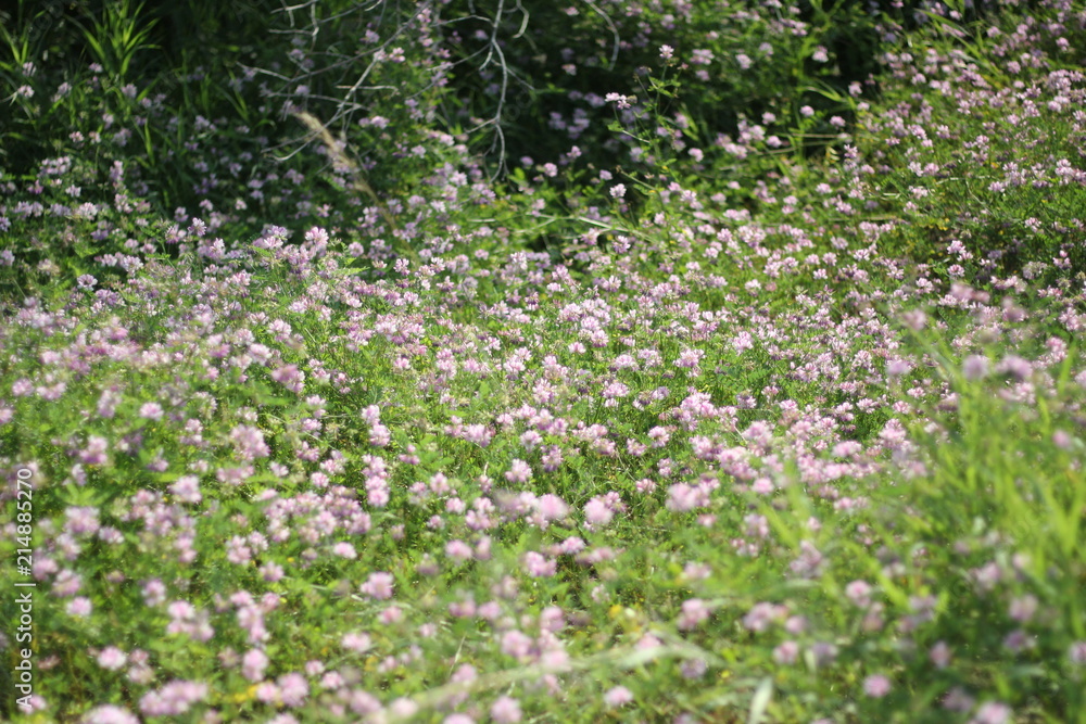 purple meadow