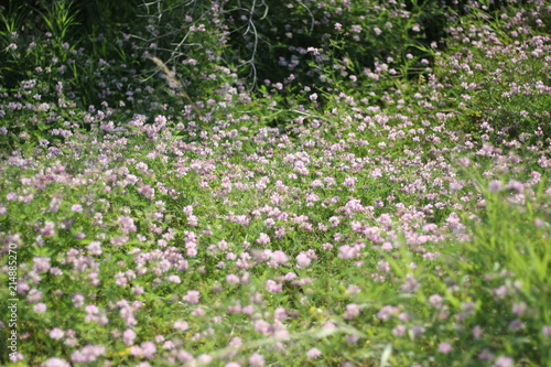 purple meadow