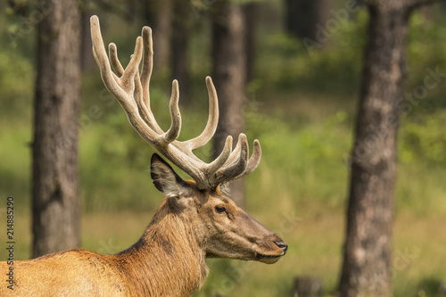Fototapeta Naklejka Na Ścianę i Meble -  Deer, Red Deer