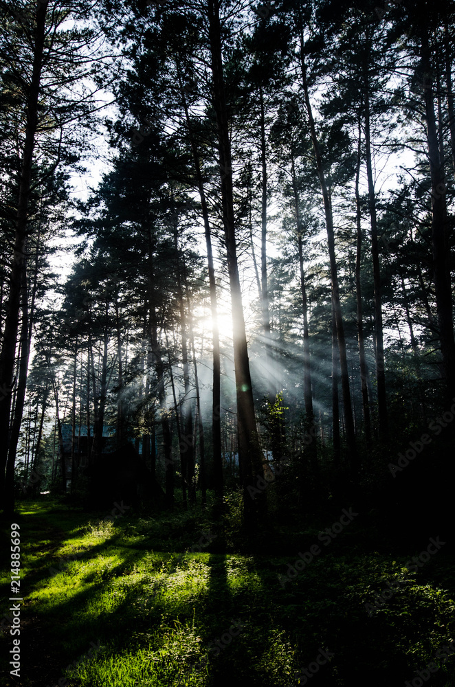 Naklejka premium Sun