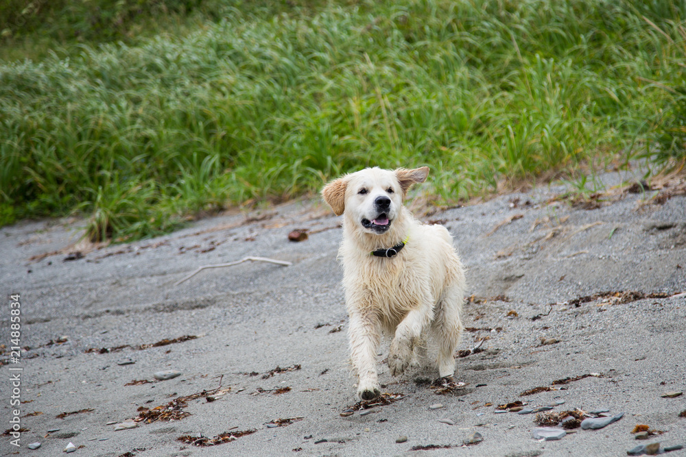 Portrait of happy and Excited golden retriever dog running on the beach Portrait of happy and Excited golden retriever dog running on the beach