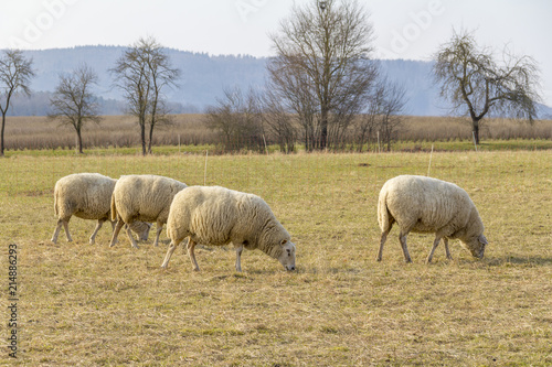 sheep on a meadow © PRILL Mediendesign