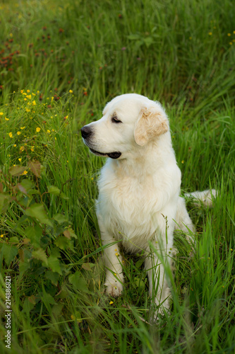 Portrait of attentive golden retriever dog sitting in the green grass and buttercup flowers