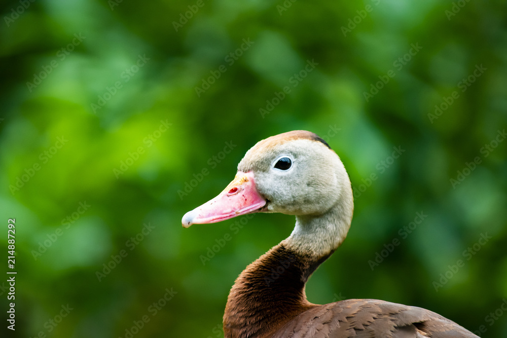 Duck Duck
