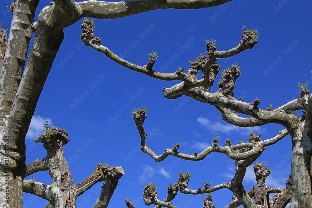 Plane trees with truncated branches against blue sky Plane trees with truncated branches against blue sky