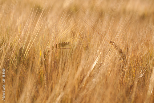 ears of rye in a summer sunny field © guppys