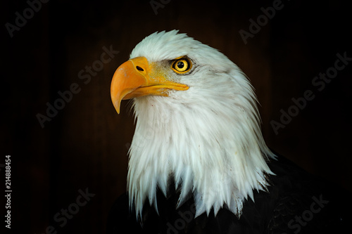 Portrait Bald eagle, Haliaeetus leucocephalus, on the black background