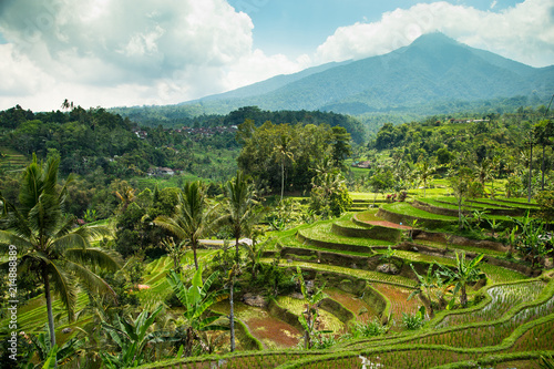 Rice Terrace. Tegalalang  Bali  Indonesia. 15 september 2014