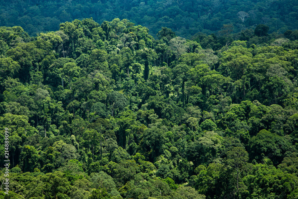 Jungle. Danum Valley, Borneo, Indonesia. 20 september 2014