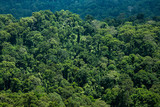 Jungle. Danum Valley, Borneo, Indonesia. 20 september 2014