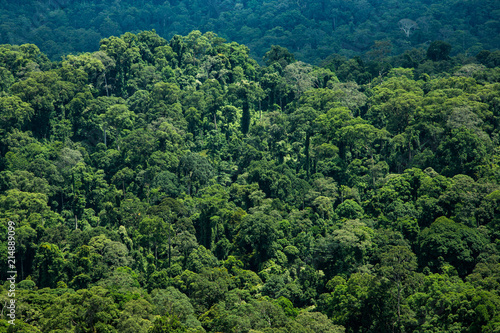 Jungle. Danum Valley, Borneo, Indonesia. 20 september 2014