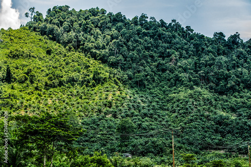 Palm Oil Plantation. Lahad Datu  Borneo  Indonesia. 19 september 2014