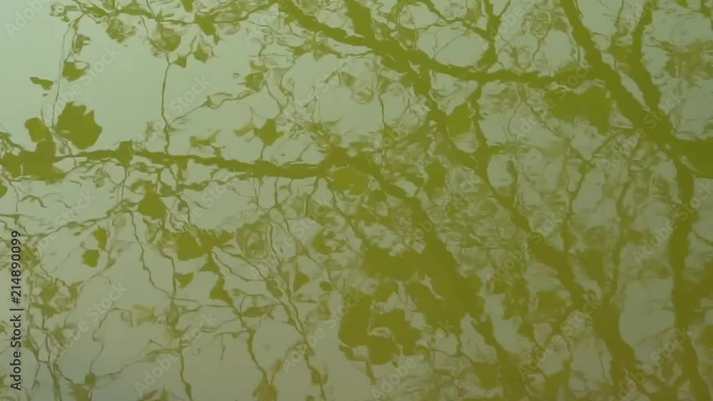 Lush video of a water reflection. Lush video of a water reflection.