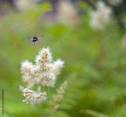 Bumblebee flying over white flower with blurred foliage background with bokeh © Alexander