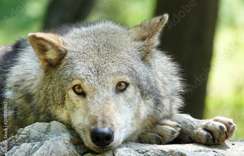 Sad unhappy wolf grey wild animal Canis lupus