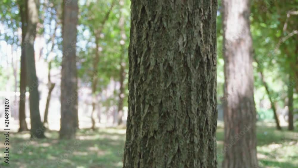 squirrel runs in a dense forest squirrel runs in a dense forest