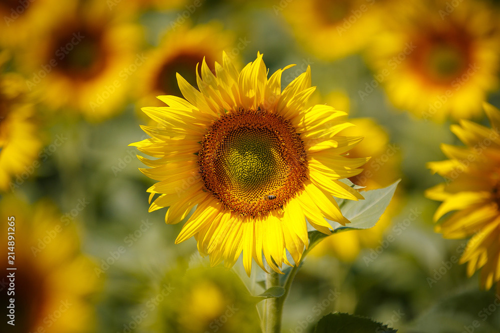 Field of sunflowers. Beautiful big yellow flowers against the blue sky. Field of sunflowers. Beautiful big yellow flowers against the blue sky.