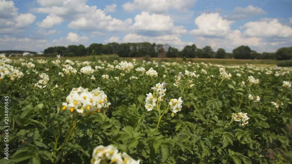 large white flowering potatoes in the garden. steafycam shot large white flowering potatoes in the garden. steafycam shot