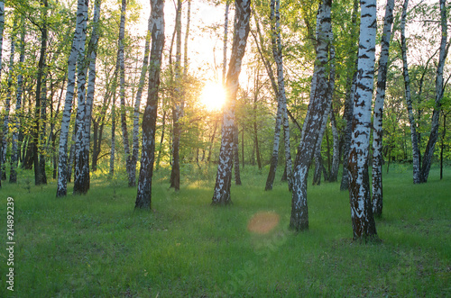 Birch grove  the sun through the trees  sunrise