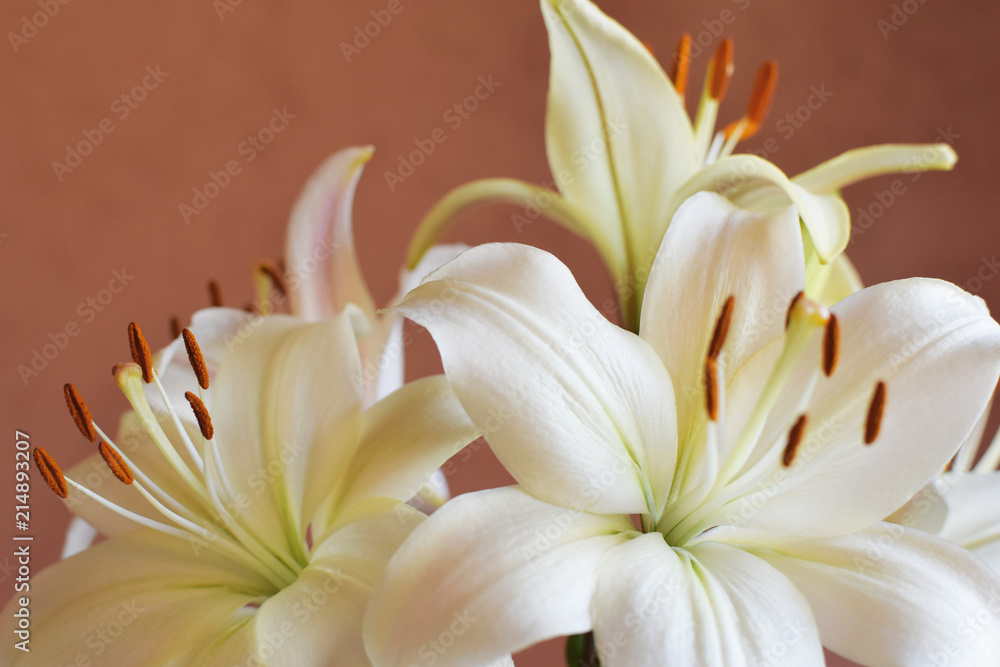 White lily flowers closeup on pink wall background with copy space for text.