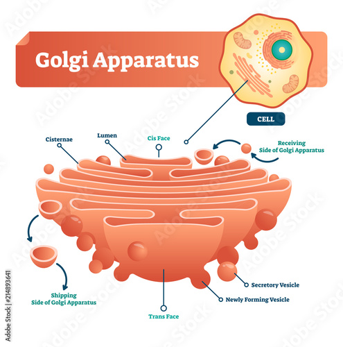 Golgi apparatus vector illustration. Labeled microscopic scheme with cisternae, lumen, secretory and newly forming vesicle. Diagram with receiving and shipping side. photo