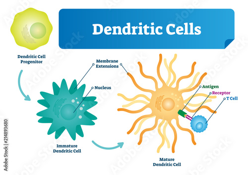 Dendritic cells vector illustration. Anatomical labeled closeup scheme with progenitor, immature, nucleus and membrane extensions. Antigen, receptor and T cell diagram.