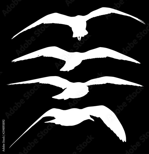 set of four flying seagull white silhouettess photo