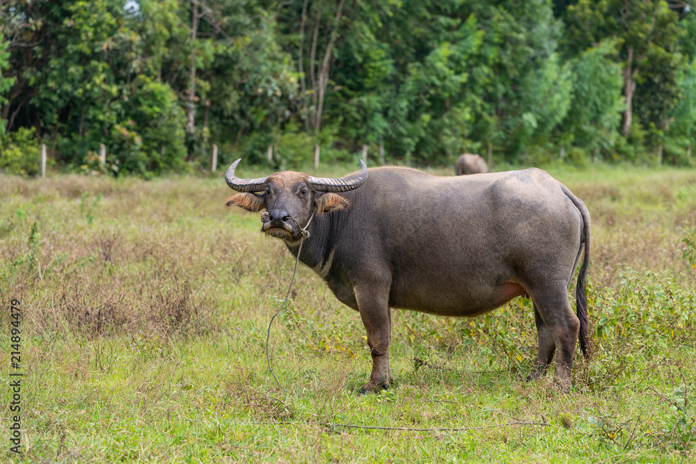 A young female water buffalo with the nose rope isolated in the field A young female water buffalo with the nose rope isolated in the field