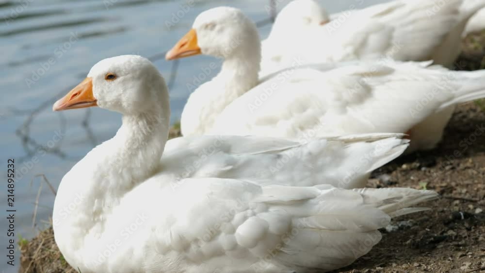 White Duck. Domestic Duck, reflection in water. Wild duck closeup portrait. Birds swimming in the water. Ducks farm. White Duck. Domestic Duck, reflection in water. Wild duck closeup portrait. Birds swimming in the water. Ducks farm.