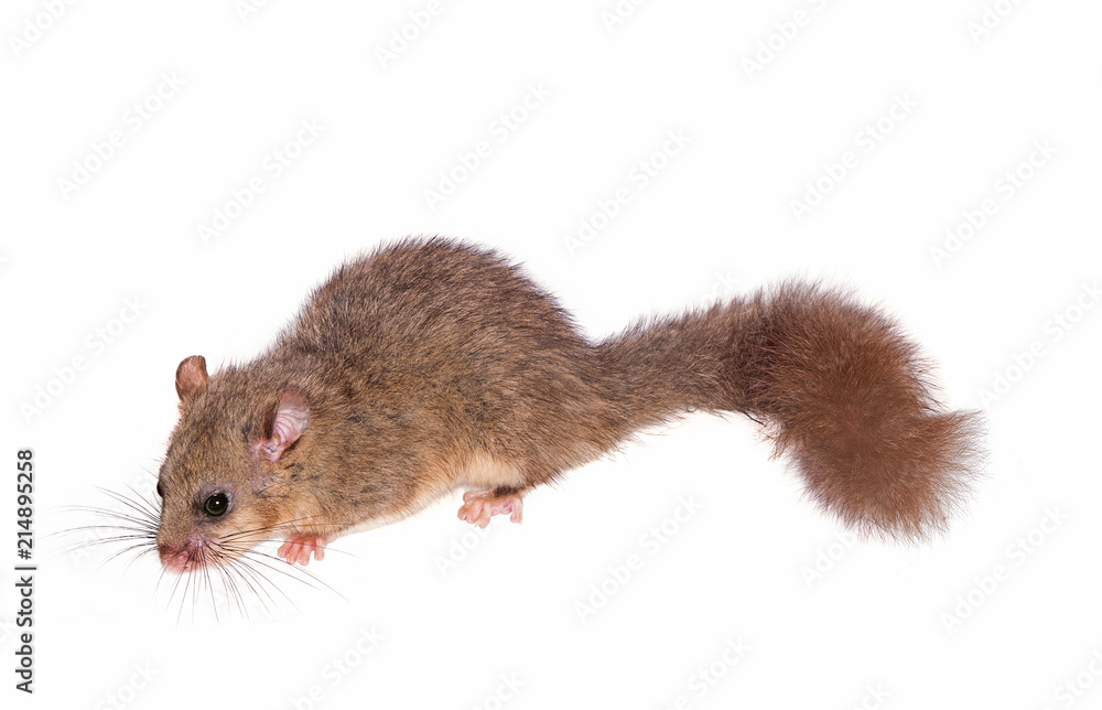 Edible dormouse or fat dormouse (Glis glis), isolated on white background Edible dormouse or fat dormouse (Glis glis), isolated on white background