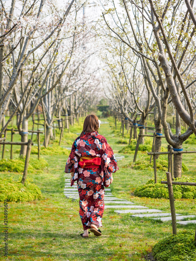 Attractive asian woman wearing kimono standing in cherry blossom forest in spring, rear view.