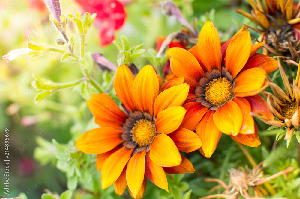 Bright summer flowers background Bright summer flowers background