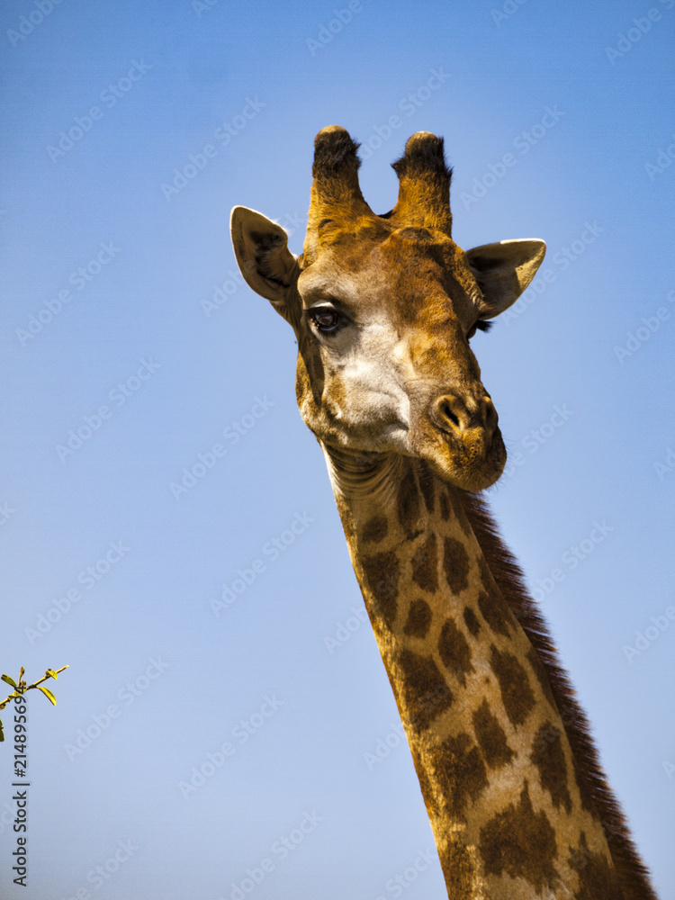 Giraffe in Chobe Natural Park in Botswana, Africa