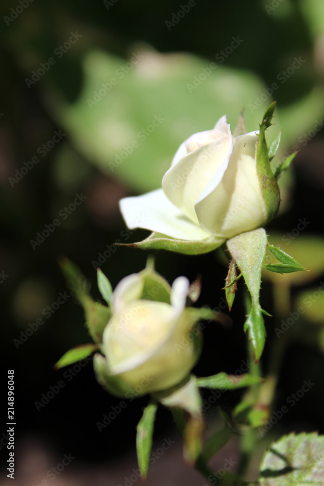 Obraz premium Blooming white rose