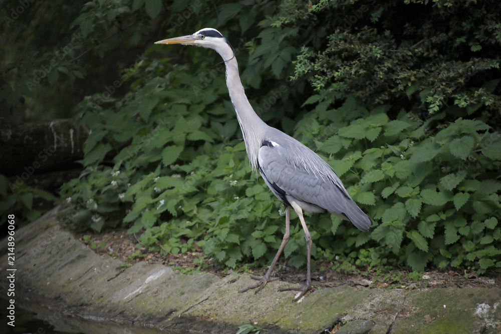 Graureiher oder Fischreiher (Ardea cinerea) Graureiher oder Fischreiher (Ardea cinerea)