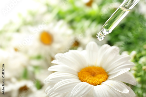 Pipette with essential oil over chamomile flower, closeup