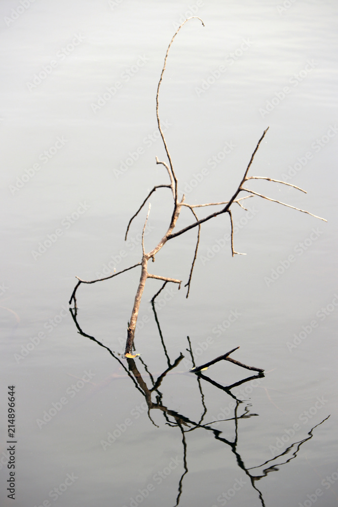 Fototapeta premium Dry twigs in the lake and reflected picture on the water. It is the art created by nature.