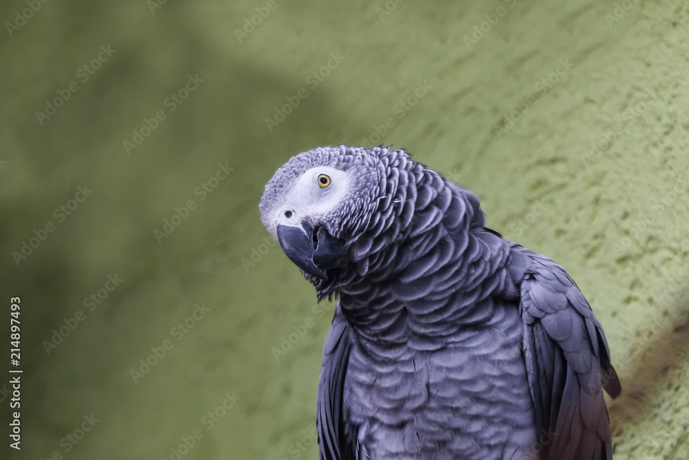 Obraz premium Porträt eines Graupapageis, Psittacus erithacus