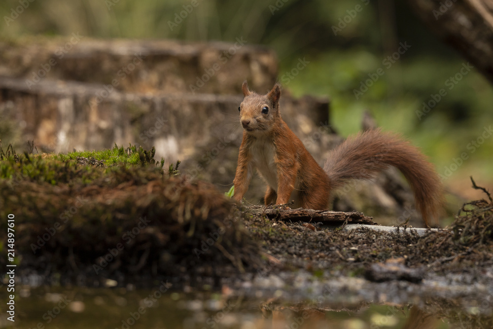 Squirrel, red squirrel