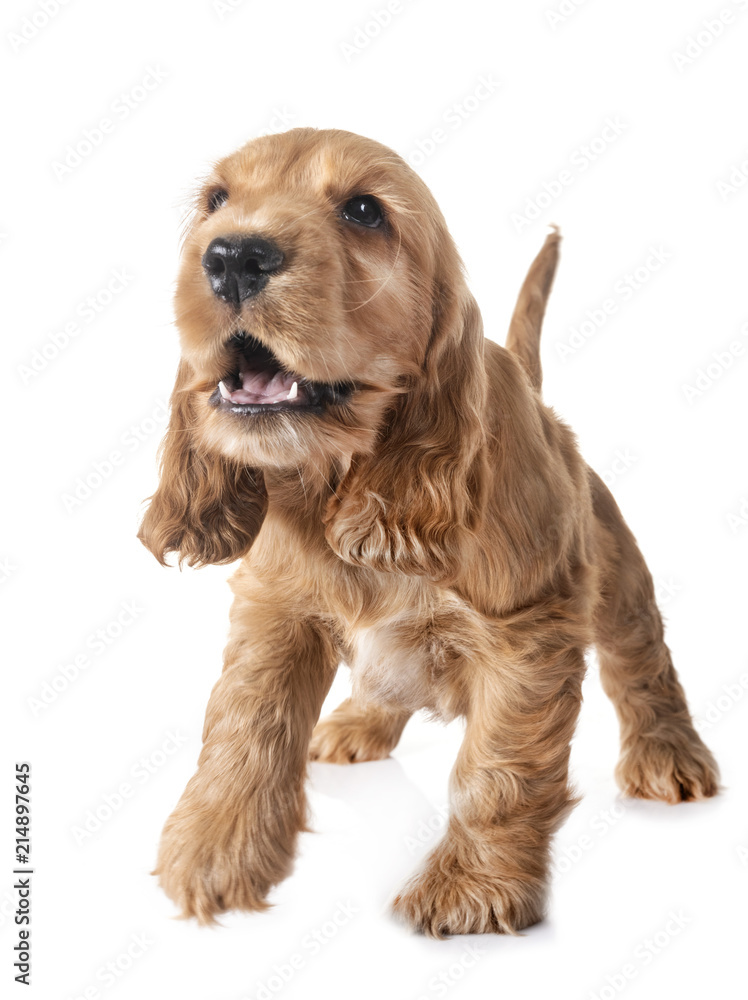 puppy cocker spaniel