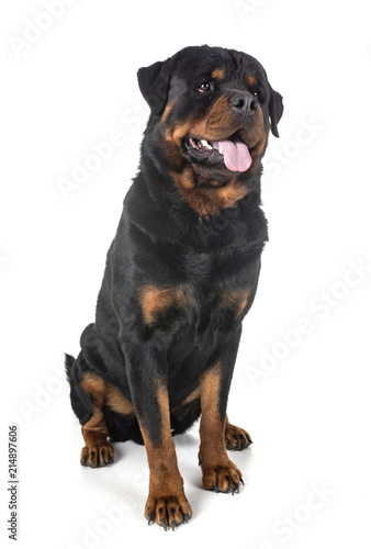 rottweiler in studio