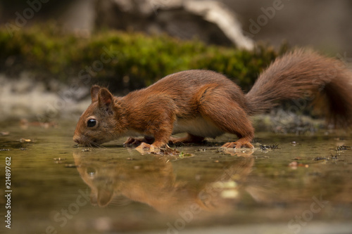 Squirrel, red squirrel