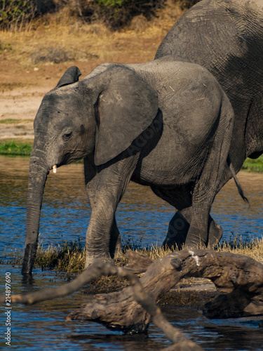 Elephant in the river Okavango delta in Botswana  Africa