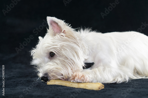 West Highland White Terrier with a chewing bone, black background and copy space